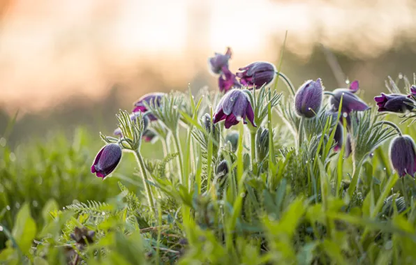 Picture grass, flowers, nature, spring, primroses, bokeh, anemones