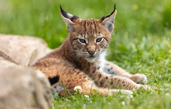 Grass, look, pose, stones, baby, lies, lynx, face