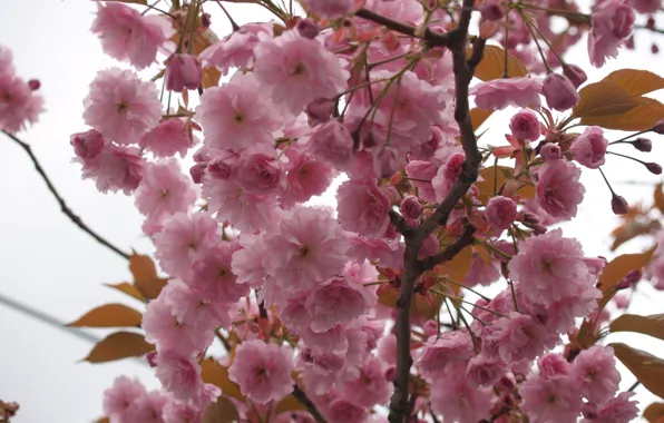 The sky, macro, flowers, tree, branch, tenderness, spring, petals