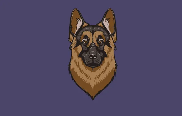 Face, dog, minimalism, head, dog, shepherd, shepherd