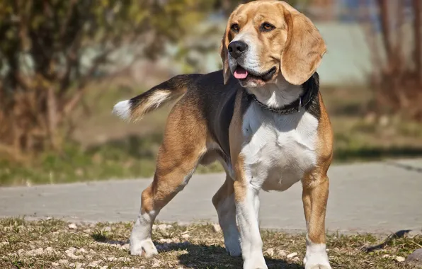 Look, dog, Beagle