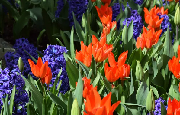 Picture purple, red, spring, tulips, flowerbed, hyacinths