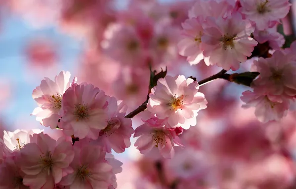 Light, flowers, branch, spring, Sakura, pink, flowering, almonds