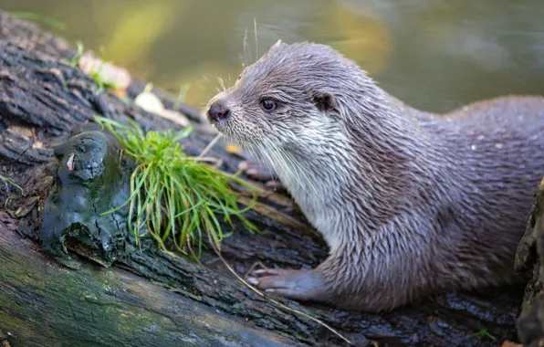 Picture look, face, water, pose, river, shore, portrait, profile