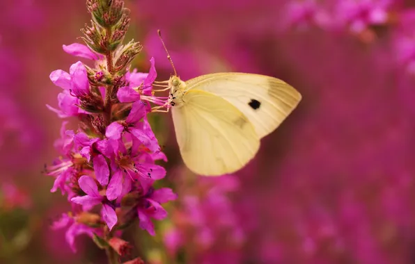 Picture flower, nature, nectar, butterfly, wings, insect