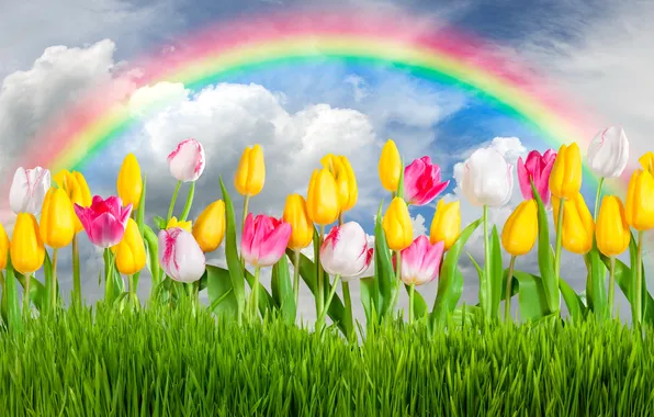 Flowers, spring, colorful, tulips, rainbow, grass, sunshine, sky