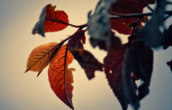 Autumn, leaves, nature