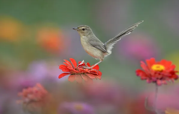 Picture flower, nature, bird, tail