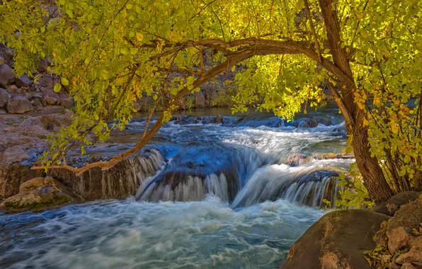 Picture autumn, river, stones, tree, thresholds