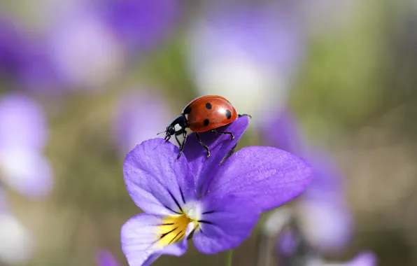 Macro, ladybug, insect, violet