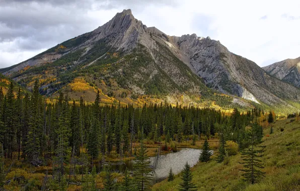 Forest, trees, landscape, mountains, beauty