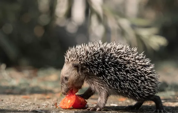 Needles, nature, grey, background, food, branch, animal, hedgehog
