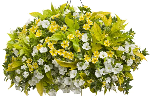 White, flowers, beautiful, a lot, calibrachoa