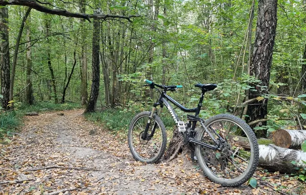 Bike, Bike, MTB, Bicycle, Forest, Swallow, Trail, Kona