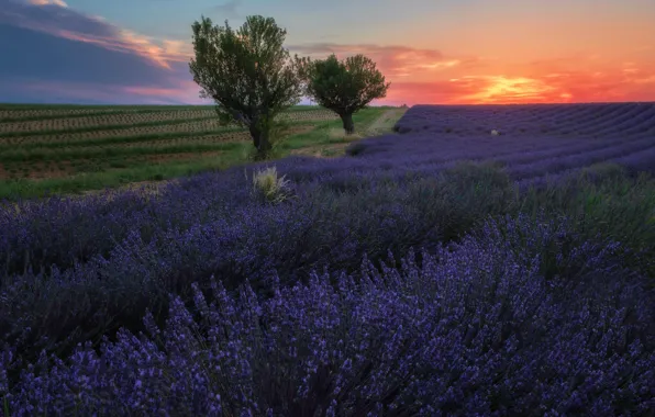Field, trees, sunset, flowers, France, the evening, the beds, a lot