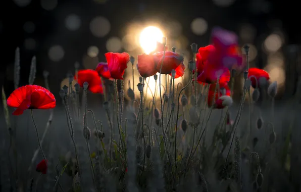 Summer, the sun, rays, light, sunset, flowers, glare, the dark background