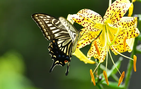 Flower, macro, butterfly, Lily, Sailboat xut, Lily tiger