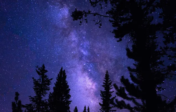 The sky, trees, night, nature, stars, USA, USA, silhouettes