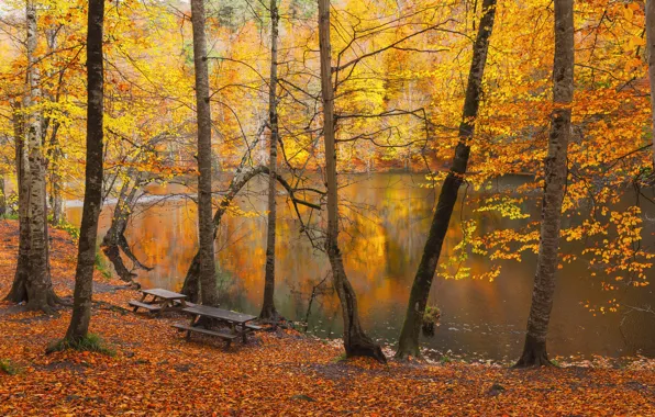 Autumn, forest, trees, bench, branches, lake, pond, reflection
