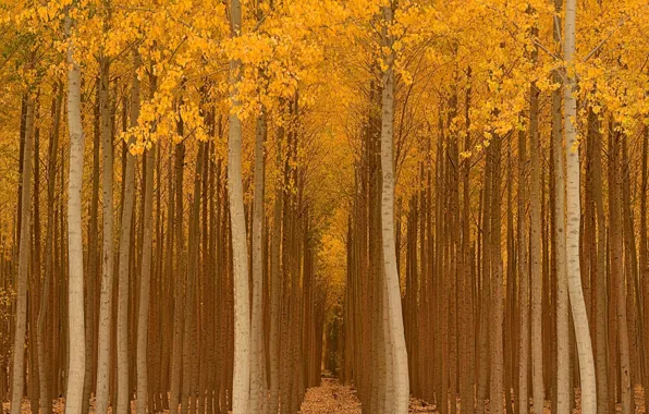 Picture autumn, forest, trees, Park, yellow, the ranks, landing, gold
