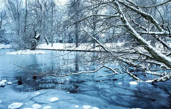 Picture Park, snow, winter, nature, trees, pond, landscape