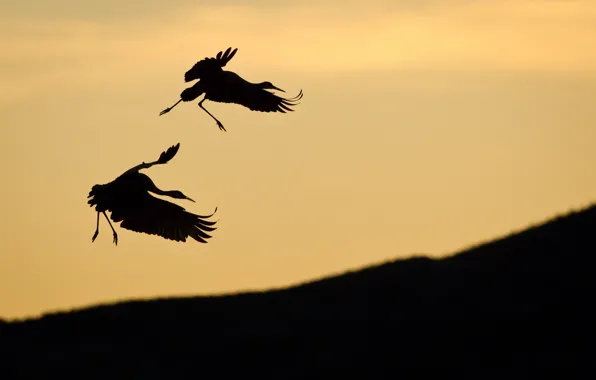 Picture PAIR, The SKY, BIRDS, SLOPE, SILHOUETTES, STORK