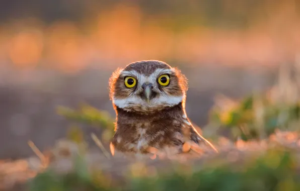 Nature, bird, cave owl, rabbit owl, galici owl