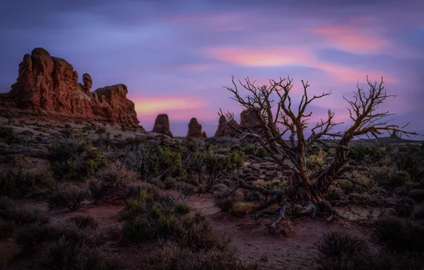 Picture trees, dawn, morning, Utah, USA, Arches National Park, Moab