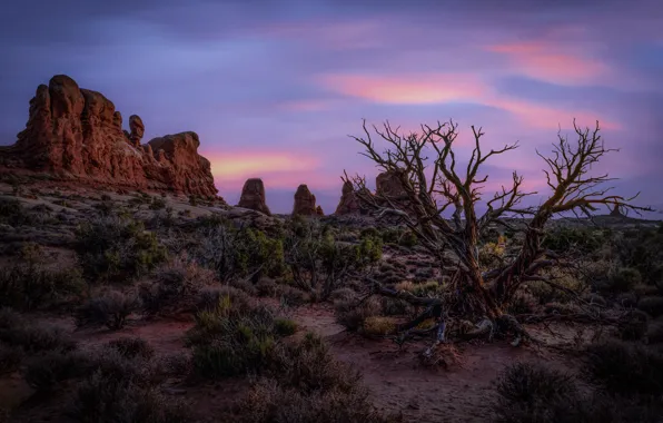 Trees, dawn, morning, Utah, USA, Arches National Park, Moab