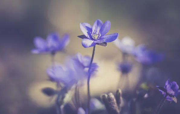 Light, flowers, spring, clearing, blur, lilac, bokeh, blurred background