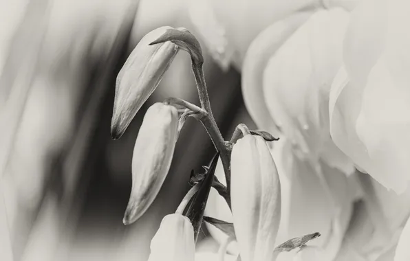 Picture white, Flower, flower, black