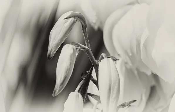 White, Flower, flower, black