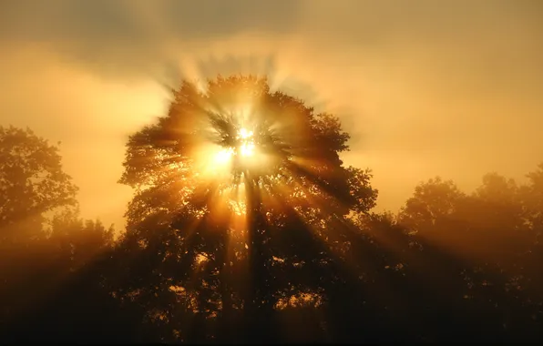 Light, sunset, tree