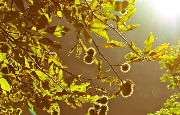 Picture leaves, light, branches, nature