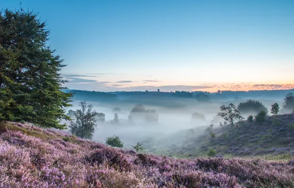 Field, trees, nature, fog, hills, morning, trees, field