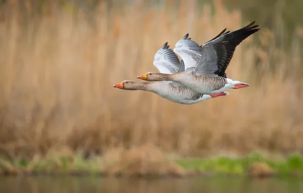 Flight, feathers, ducks