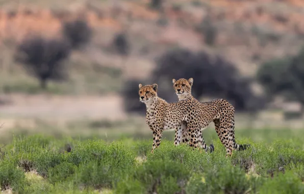 Field, nature, pair, Cheetah, cheetahs, two Cheetah