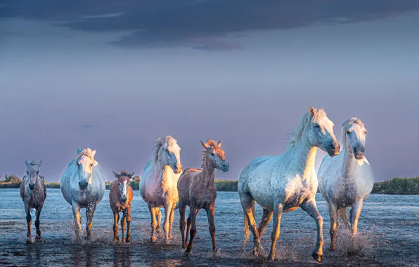 Light, horses, horse, pond, the herd