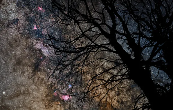 Space, stars, trees, the milky way