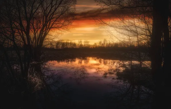 Forest, trees, sunset, branches, pond, shore, swamp, the evening
