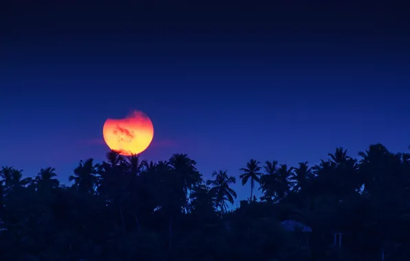 Moon, sky, night, village, full moon, coconuts