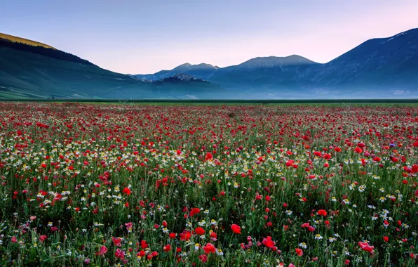 Field, the sky, flowers, mountains, Maki, meadow