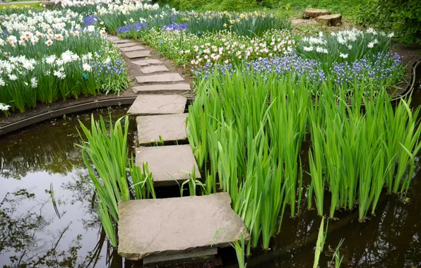 Flowers, pond, Park, the reeds, Netherlands, daffodils, Keukenhof, Lisse