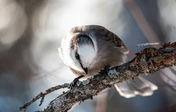 Look, macro, light, pose, bird, branch, bokeh, tit