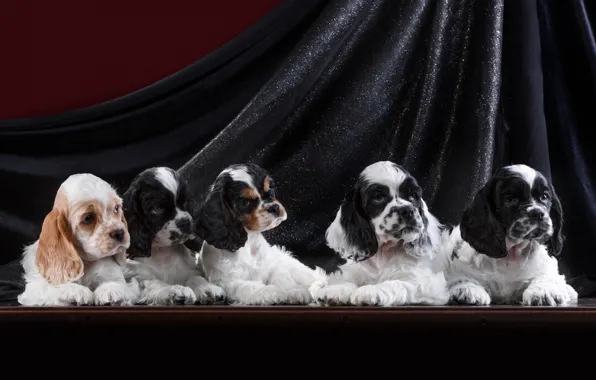Puppies, Spaniel, quintet