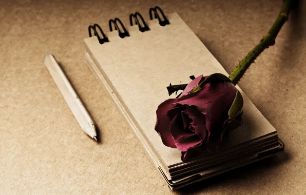 Picture flowers, style, background, rose, Notepad, pencil, red, widescreen