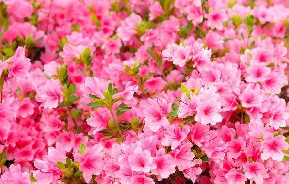 Flowers, branches, spring, pink, flowering, a lot, Azalea, rhododendrons