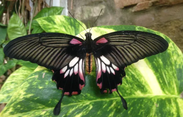 Leaves, microsemi, butterfly, wings, insect, beautiful, closeup