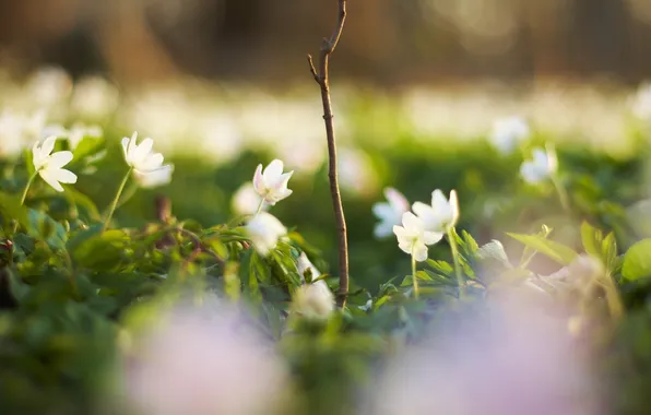 Picture greens, grass, macro, flowers, nature, glade, plants, branch