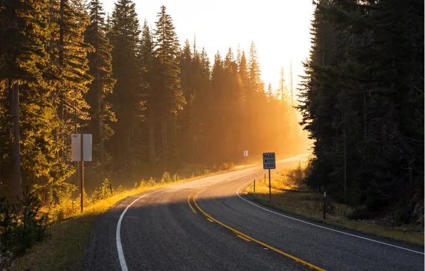 Road, forest, the sun, rays, light, trees, the way, markup